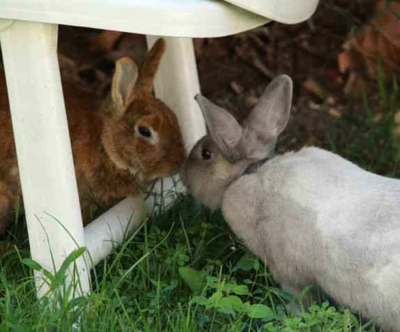 Les Grandes Oreilles Refuge Pour Lapins Et Cochons Dinde Saint